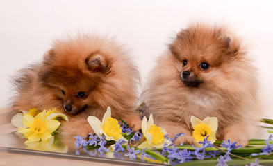 Funny fluffy puppies lie among flowers, spitz