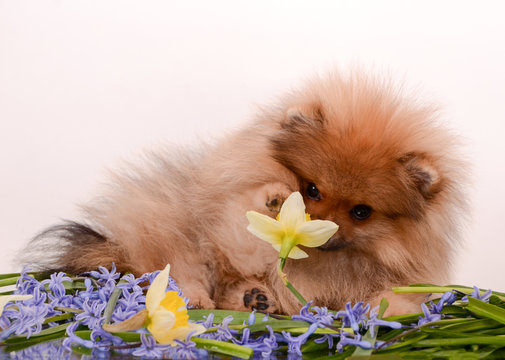 Puppy among flowers, playing with daffodil, sniffing
