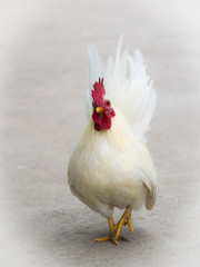 White Bantam Stepping
