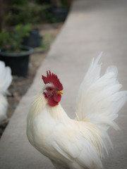 White Bantam Standing
