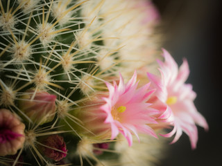 Pollen of The White Pink Cactus