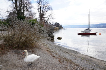 Küste und Strand in Küsnacht im Kanton Zürich in der Schweiz auf der Goldküste mit dem Blick nach Horgen, Rüschlikon und Thalwil