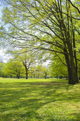 公園　木