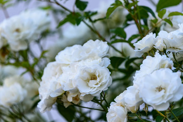 白い満開のバラの花