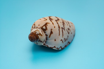 cymbiola nobilis marine seashell on blue background