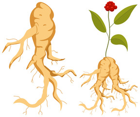 Ginseng root with leaves and flower. Vector cartoon set of plants isolated on white background.
