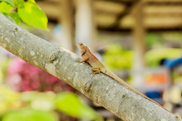  brown Chameleon breed of Thailand asia