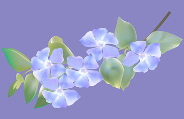 branch with five blue blooms on lilac