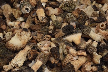 Mushroom. Morchella esculenta. Brown mushroom. Cut mushroom