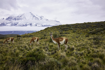 Torres del Paine Mountains and Guanaco Herd