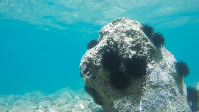 sea urchins in motion