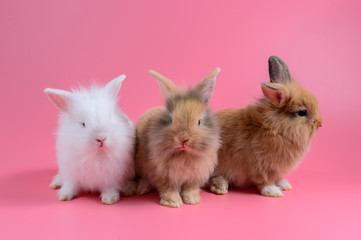 three fluffy bunny sit on clean pink background, little rabbit