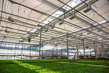 Organic hydroponic ornamental plants cultivation nursery farm. Large modern greenhouse
