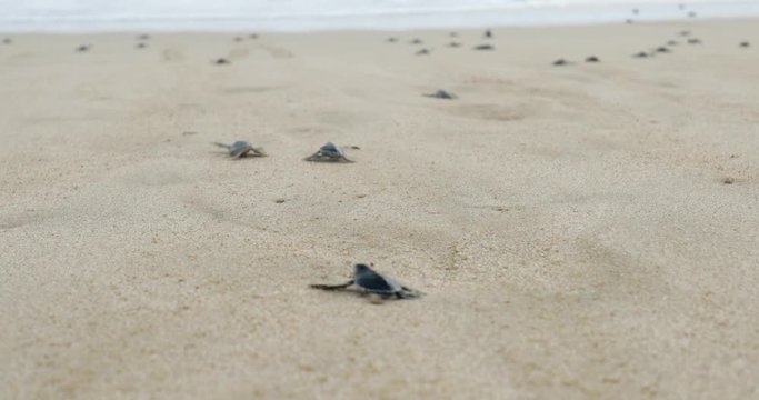 Video footage of little sea turtles crawling on the white sand beach toward the sea at Pangumbahan beach, Sukabumi, West Java, Indonesia. Shot in 4k resolution
