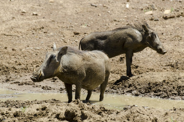 Fototapeta premium Phacochère commun, Phacochoerus africanus, Afrique du Sud