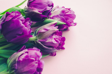 Purple tulips on pink background