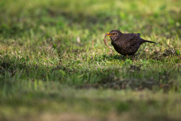 Female Common Blackbird (Turdus merula) eating a worm