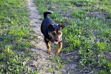 miniature pinscher dog in nature
