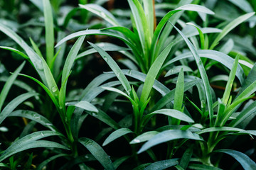 Green plant background, decorative or ornamental plant in greenhouse close up