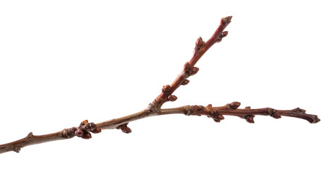 part of dry branch of apricot tree on white background