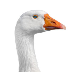 White goose, close-up, isolated.