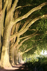 tree avenue