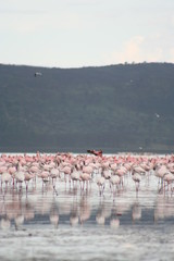 Lake Nakuru flamingoes