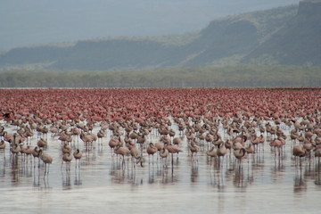 Lake Nakuru flamingoes