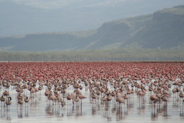 Fototapeta na wymiar Lake Nakuru flamingoes