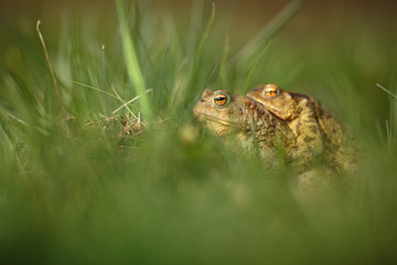 Closeup of two frogs in the mating season