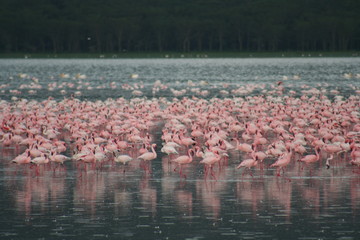 Lake Nakuru flamingoes