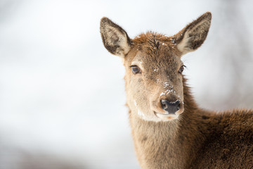 Bull Elk