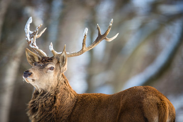 Bull Elk