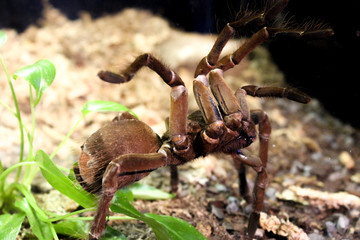 Spider, big brown spider in front of a plant
