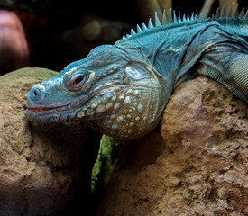Iguana lying on a rock, green turquoise iguana reptile