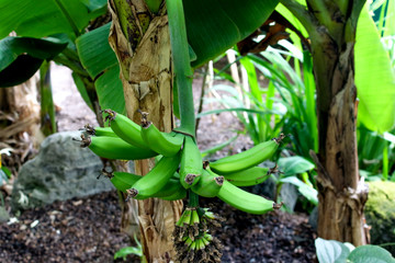 Bananas on a banana tree, green bananas on a tree, bananatree