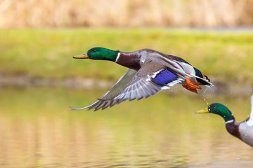 Obraz premium two ducks are waving the wings and are just flying off the lake