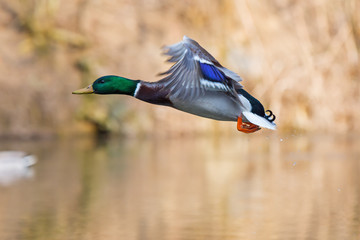 Wild duck flying over the river