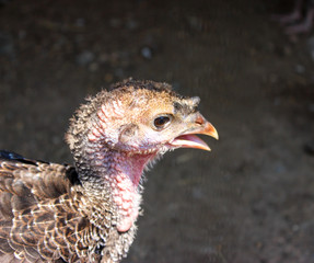 Baby chicken , hairless, turkey 