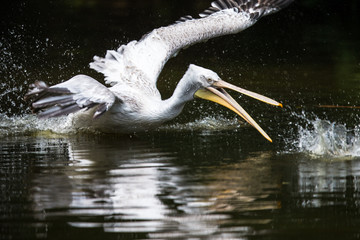 Great white pelican also known as the eastern white pelican, rosy pelican or white pelican.