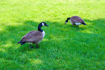Canadian geese walking on grass in garden, new york, Canada goose