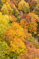 Obraz premium Close -up autumn tree at mountain