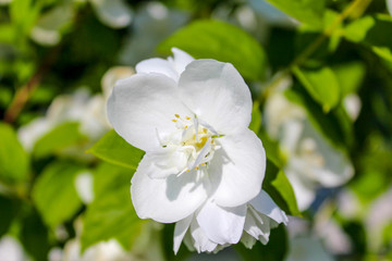 White flower, white blossom in nature, outside, white blossom at a bush in a garden