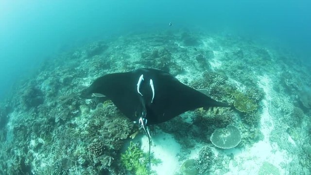 Manta Ray and Remoras Swimming Over Reef