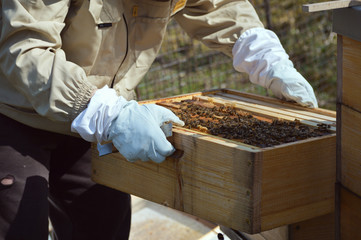 Beekeeping at our little family farm.