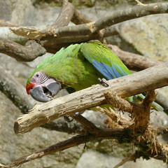 Grand ara vert (de Buffon) croquant sa branche © MarieChristine