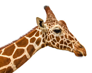 Close up shot of giraffe head isolate on white