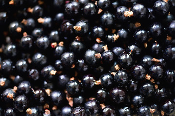 Fresh organic black currant backgound with copy space. Top view, close up. Summer, vitamin, vegan, vegetarian concept. Healthy food. Macro of berries