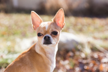 Young Chihuahua with Ears Perked