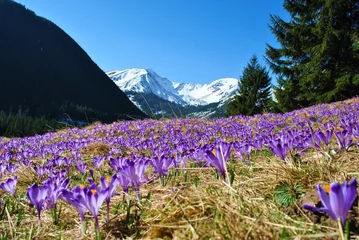 Stoff pro Meter Krokusse in der Tatra © bnorbert3